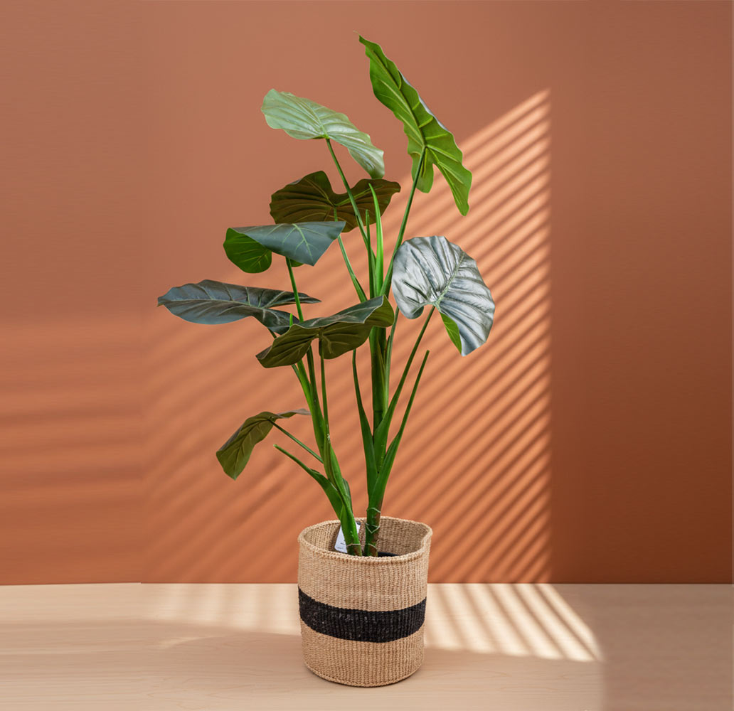 Sisal Planters collection